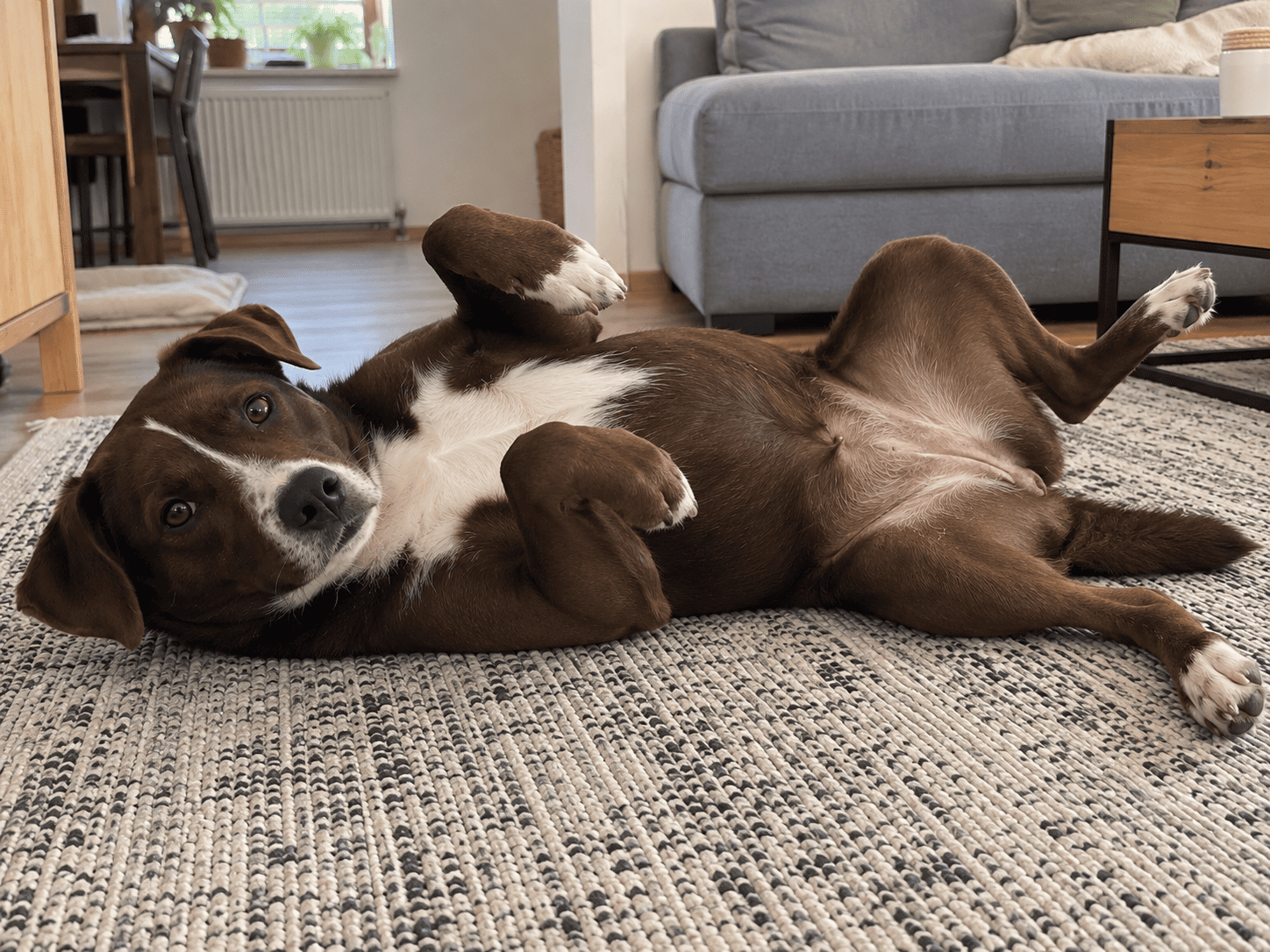Dospelý hnedobiely pes leží na chrbte s odhaleným bruchom